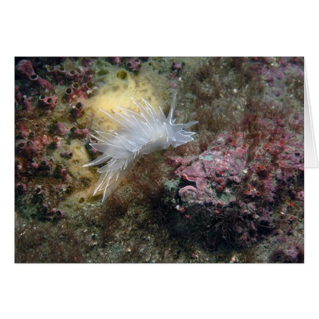 Alabaster NudiBranch (Vorderseite (Horizontal))