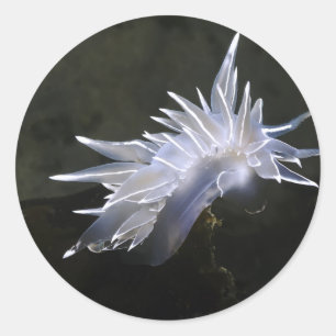 Alabaster Nudibranch Aufkleber