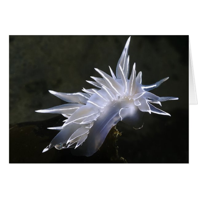 Alabaster NudiBranch Card (Vorderseite (Horizontal))
