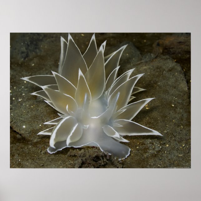 Alabaster NudiBranch (Dirona albolineata) Poster (Vorne)
