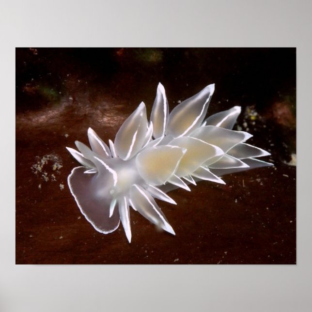 Alabaster NudiBranch - Kunstdrucke Poster (Vorne)