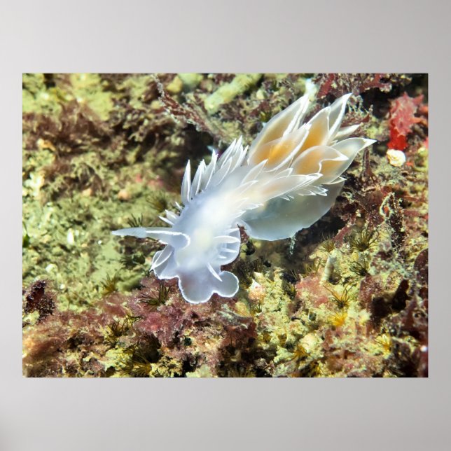 Alabaster NudiBranch - Kunstdrucken Poster (Vorne)