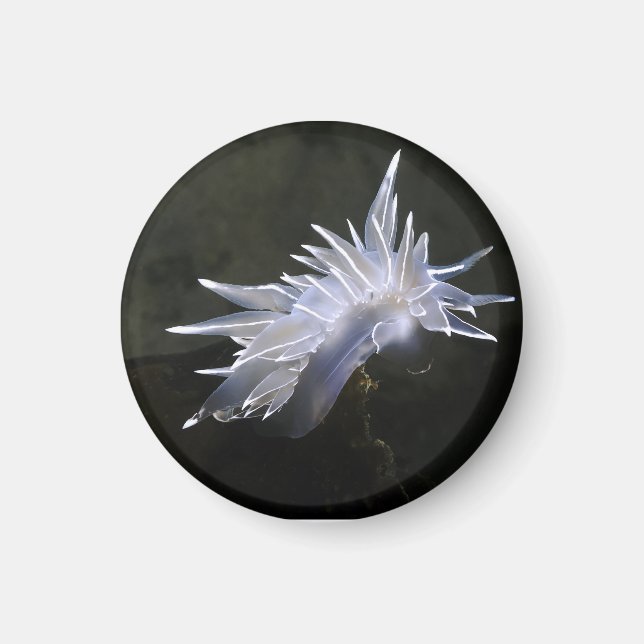 Alabaster NudiBranch Magnet (Vorne)