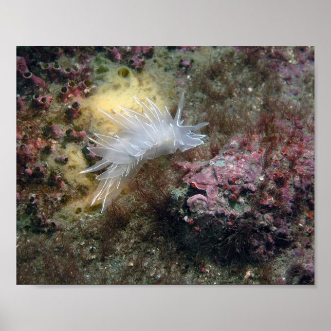 Alabaster NudiBranch Poster (Vorne)