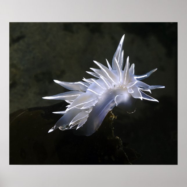 Alabaster NudiBranch Poster (Vorne)