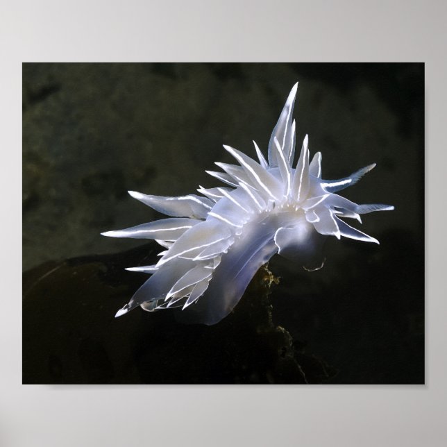 Alabaster NudiBranch Poster (Vorne)