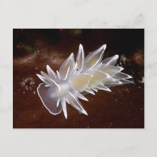 Alabaster NudiBranch - Postkarte