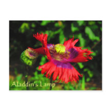 Aladdin-Lampe