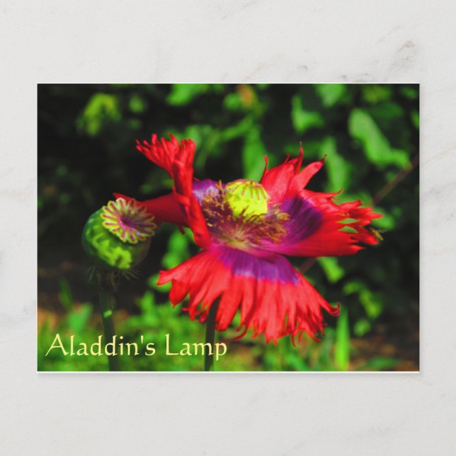 Aladdin-Lampe Postkarte (Vorderseite)
