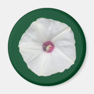 Alamo Vine Magnet