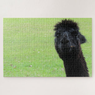 Alapka-Portrait Puzzle