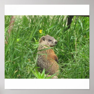 Alarmierte Groundhog Poster