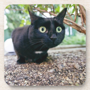 alarmierte Katze, die unter Busch sich versteckt Getränkeuntersetzer
