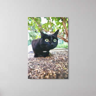 Alarmierte Katze versteckt sich unter dem Busch. Leinwanddruck