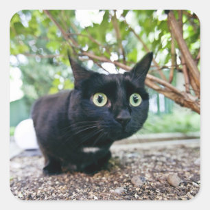 Alarmierte Katze versteckt sich unter dem Busch. Quadratischer Aufkleber
