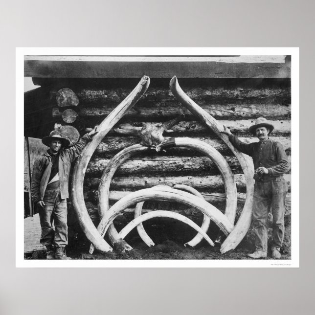 Alaska 1908 poster (Vorne)