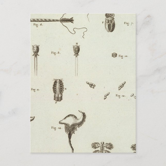 Alaska 3 postkarte (Vorderseite)