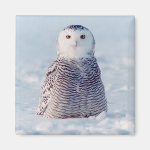 Alaska Arctic Snowy Owl Winterlandschaft Magnet