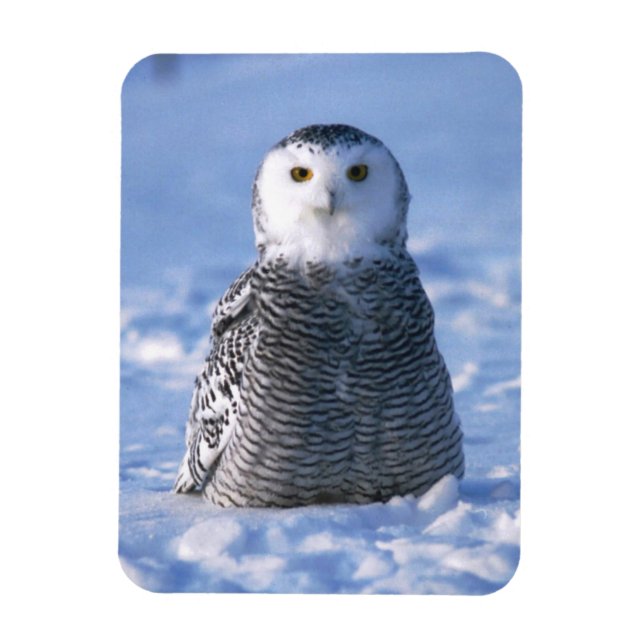 Alaska Arctic Winter Snowy Owl entwickelt Magnet (Vertikal)