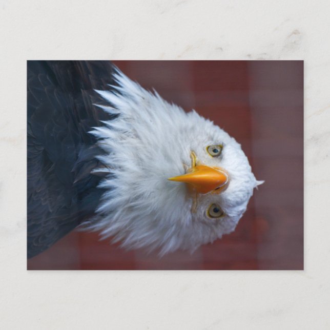 Alaska Bald Eagle, sehr ernst Postkarte (Vorderseite)