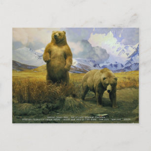 Alaska-Bär Postkarte