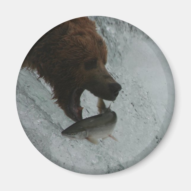 Alaska Bear fängt Lachs Magnet (Vorne)
