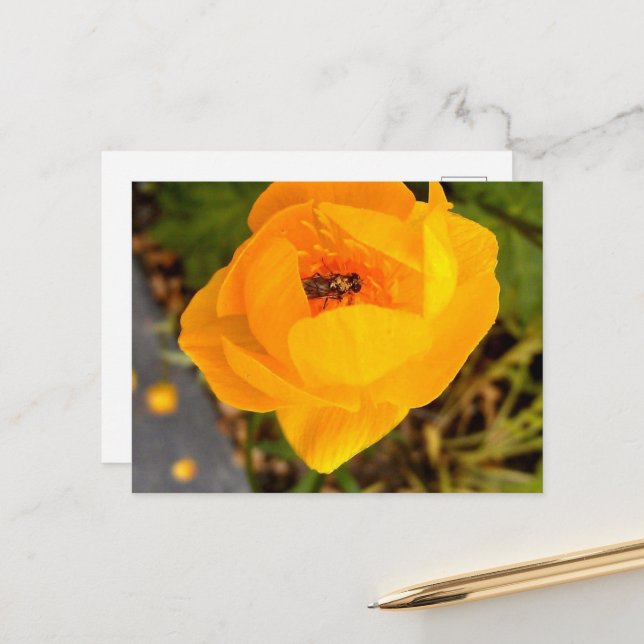 Alaska Beauties Postkarte (Vorderseite/Rückseite Beispiel)