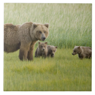 Alaska-Braunbär-Weibchen und drei Junge, Ursus Fliese