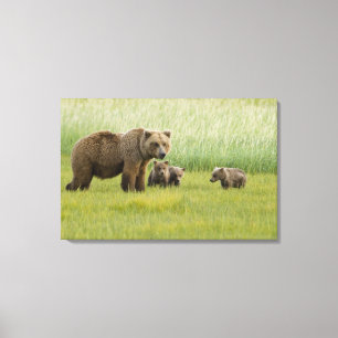 Alaska-Braunbär-Weibchen und drei Junge, Ursus Leinwanddruck