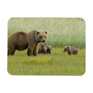 Alaska-Braunbär-Weibchen und drei Junge, Ursus Magnet