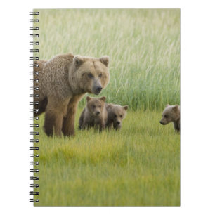 Alaska-Braunbär-Weibchen und drei Junge, Ursus Notizblock