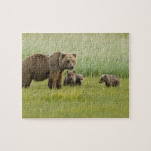 Alaska-Braunbär-Weibchen und drei Junge, Ursus Puzzle