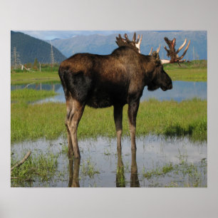 Alaska Bull Moose Antlers Foto entworfen Poster