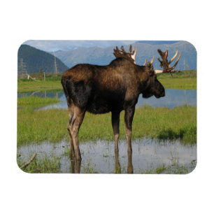 Alaska Bull Moose Antlers Marsh Foto entworfen Magnet