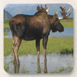 Alaska Bull Moose Marsh Outdoor Scene Foto Getränkeuntersetzer