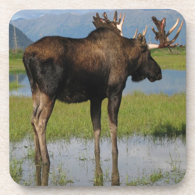 Alaska Bull Moose Marsh Outdoor Scene Foto Getränkeuntersetzer (Vorderseite)