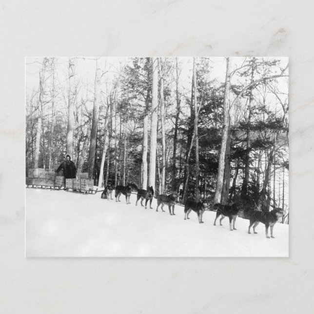 Alaska Dog Sledding Postkarte (Vorderseite)