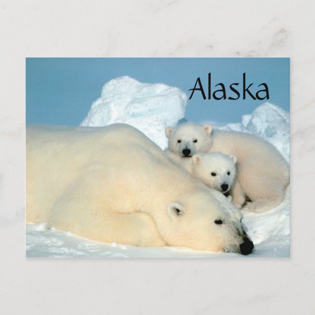 Alaska Eisbär mit Postkarte (Vorderseite)