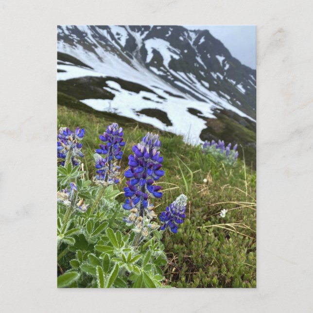Alaska Glacier Wildblume Berg Postkarte (Vorderseite)