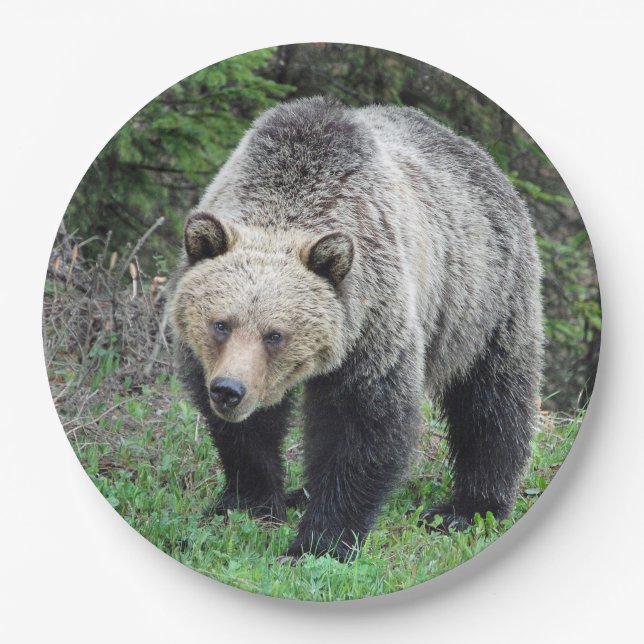 Alaska Grizzly Bar Wildlife Foto Pappteller (Vorderseite)