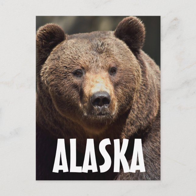 ALASKA GRIZZLY BEAR POSTCARDS POSTKARTE (Vorderseite)