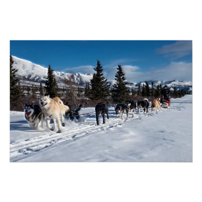 Alaska Husky Dog Sled Race Poster (Vorderseite)