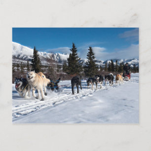 Alaska Husky Dog Sled Race Postkarte