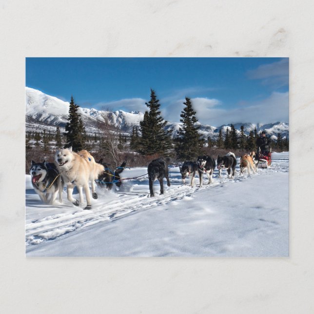Alaska Husky Dog Sled Race Postkarte (Vorderseite)