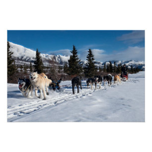 Alaska Husky Hund Schlittenrennen Poster