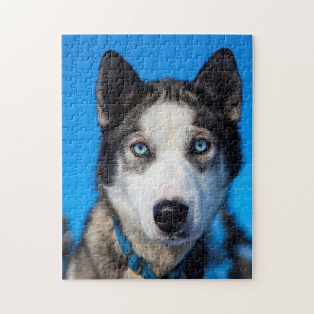 Alaska Husky. Puzzle (Vertikal)