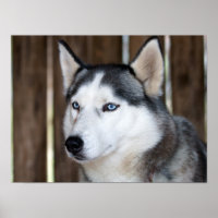 Alaska Husky Sled Dog Beautiful Art Print