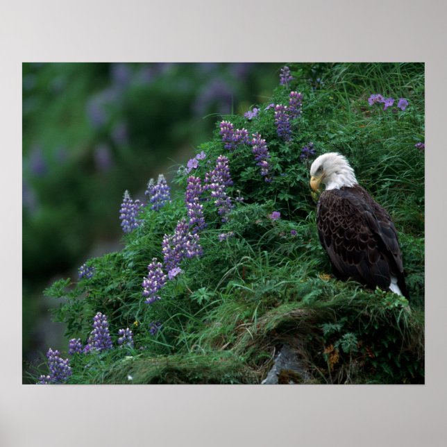 Alaska, Insel Unalaska, Adler Bald unter Nootka Poster (Vorne)
