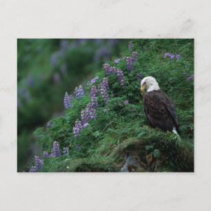Alaska, Insel Unalaska, Adler Bald unter Nootka Postkarte