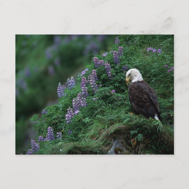 Alaska, Insel Unalaska, Adler Bald unter Nootka Postkarte (Vorderseite)